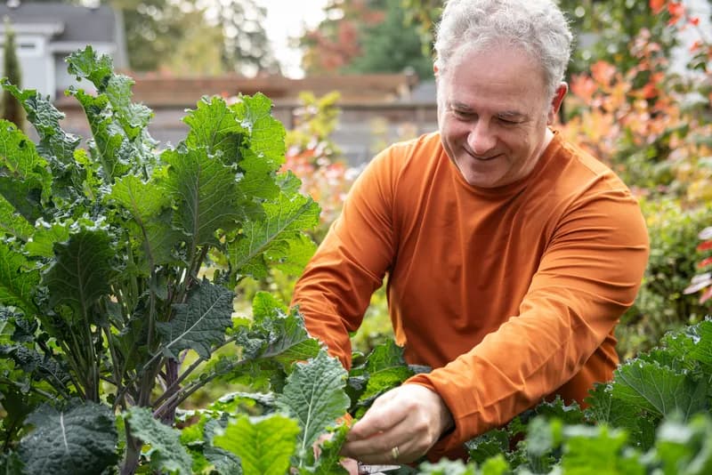 A senior man harvesting kale in his garden