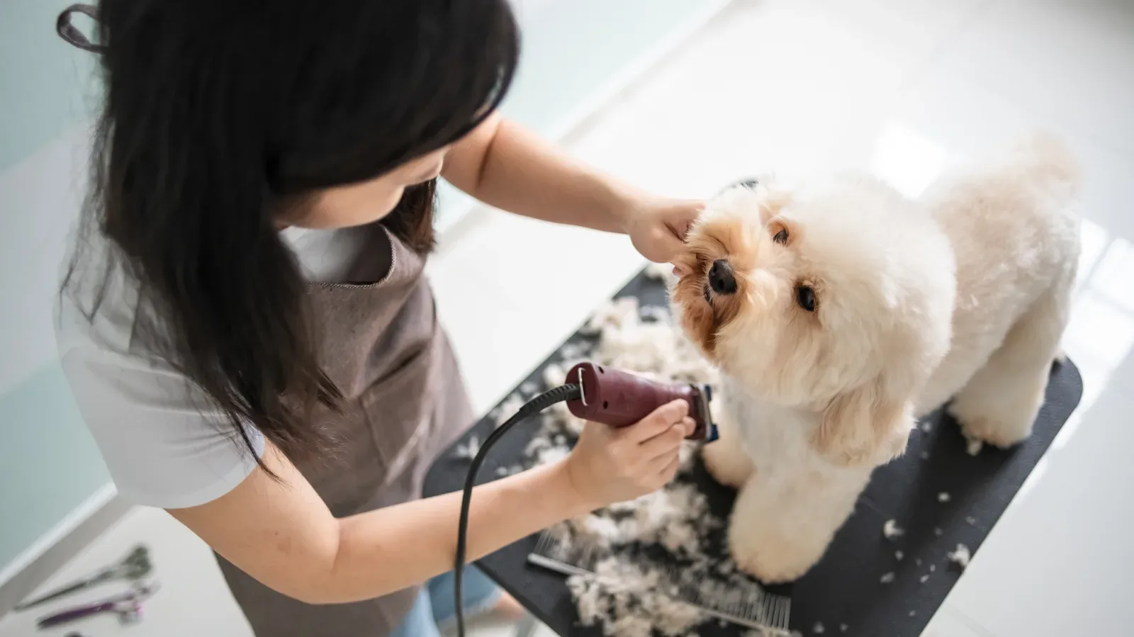 A groomer trims a small dog's coat on the grooming table at a local pet salon