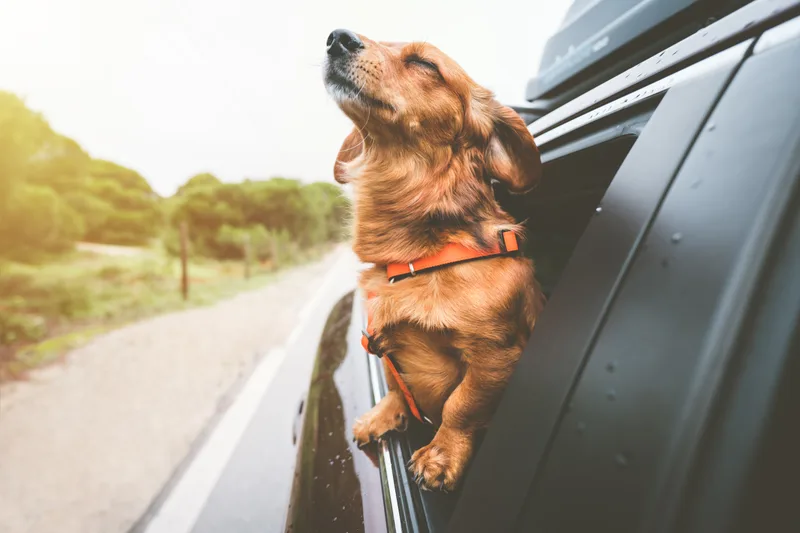 A happy dog leaning out of a car window on a sunny road