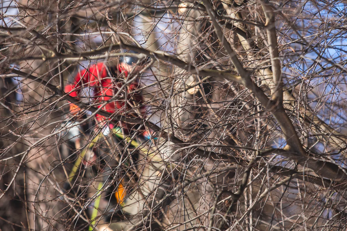 Certified arborist rigging and removing a large tree branch over a residential property