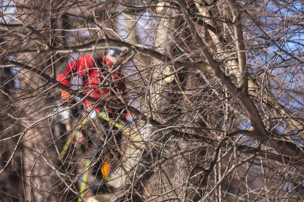 Certified arborist rigging and removing a large tree branch over a residential property