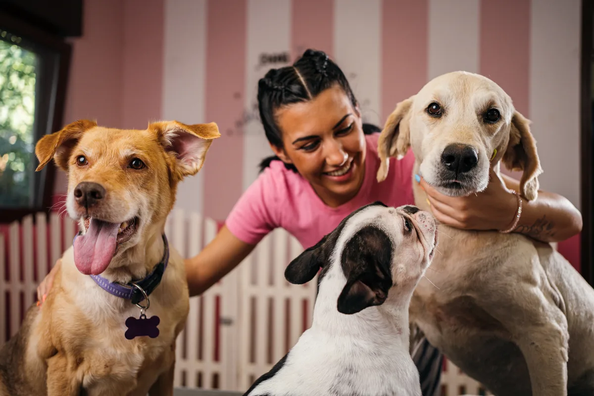 A daycare attendant supervising a group of dogs playing together in a bright indoor play area