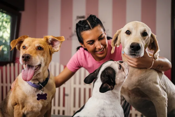 A daycare attendant supervising a group of dogs playing together in a bright indoor play area