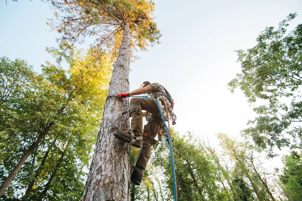 A certified arborist roped into a tall tree, removing limbs above a suburban yard