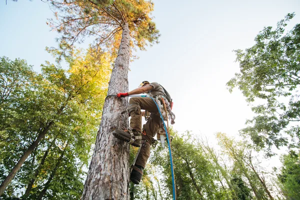 A certified arborist roped into a tall tree, removing limbs above a suburban yard