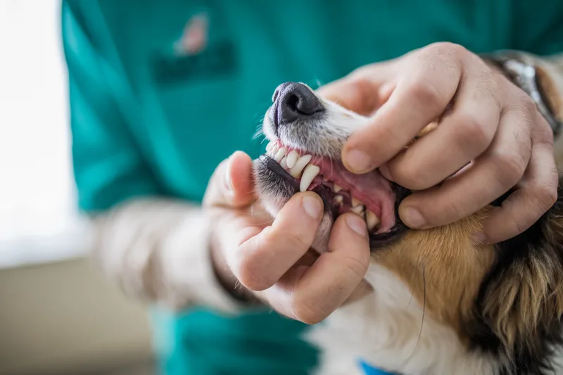 A veterinarian gently lifting a dog's lip to check its teeth and gums