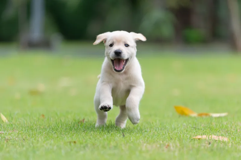 A pale Labrador puppy mid-stride, running across a green lawn