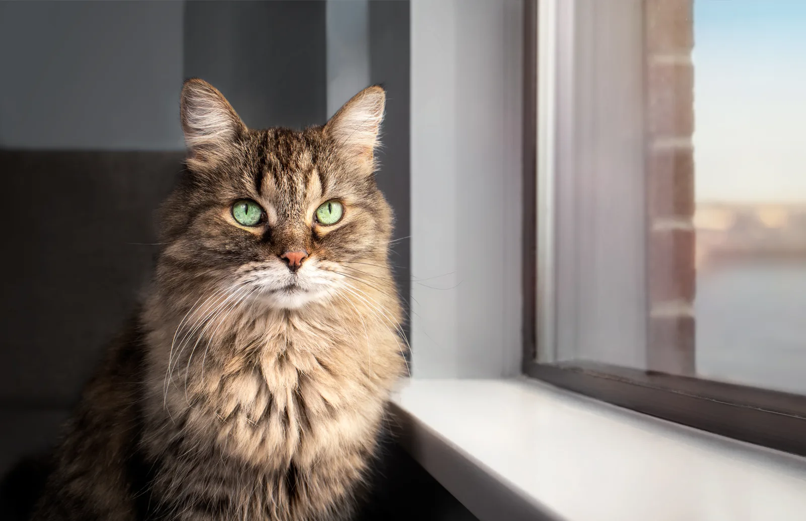 A long-haired senior tabby cat with green eyes sitting quietly beside a sunlit window