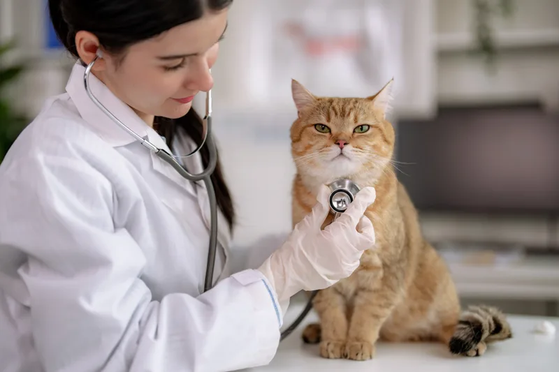 Dr. Priya Raman listening to an orange tabby cat's chest with a stethoscope