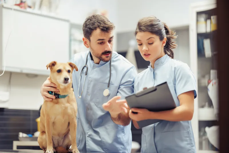 Two Cedar Hollow team members reviewing a chart beside a calm tan dog on the exam table
