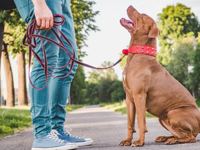 A young brown dog in a red collar sitting on a park path, looking up at its owner