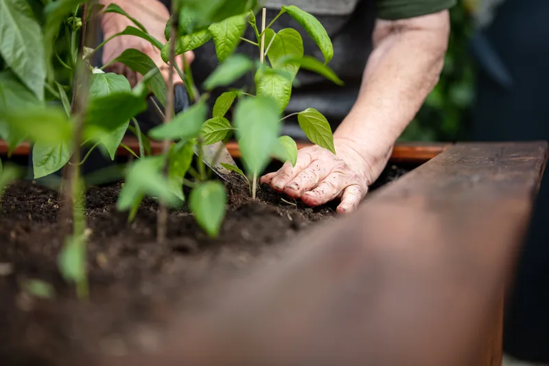 A resident's hands press soil around young pepper plants in a raised garden bed