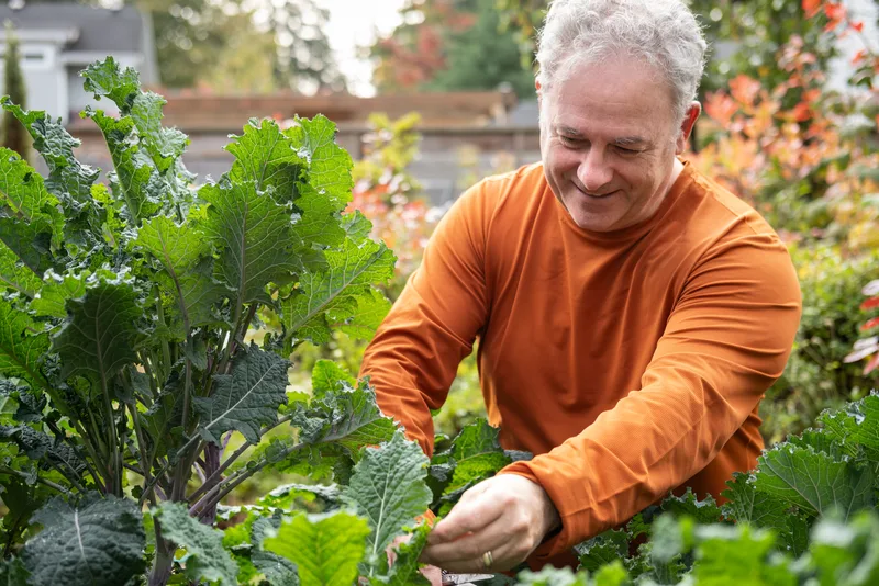 A man in his sixties smiles while tending kale plants in his backyard vegetable garden