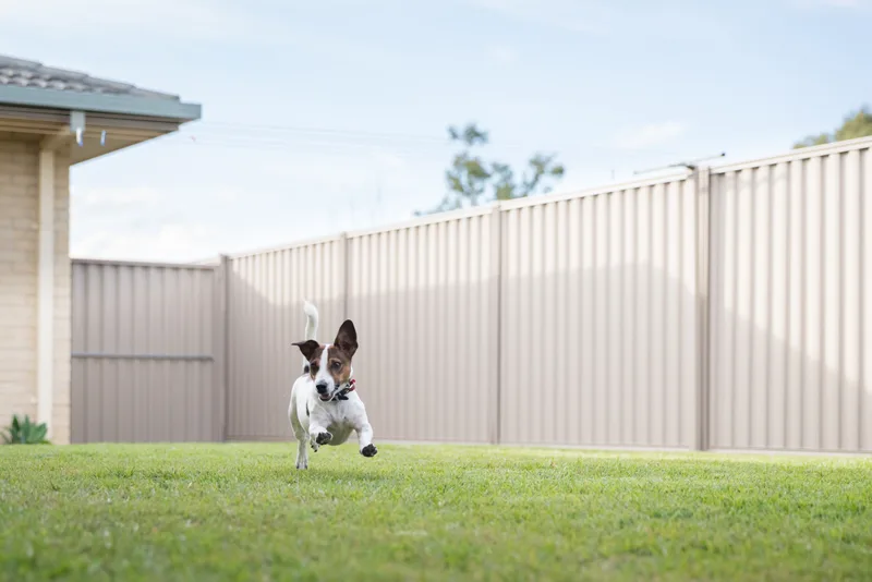 Terrier running across a lawn inside a tall privacy fence