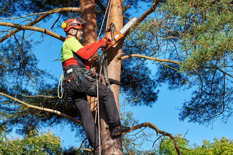 Tall Order arborist in an orange helmet and harness, roped into the crown of a tall pine with a chainsaw against a blue sky