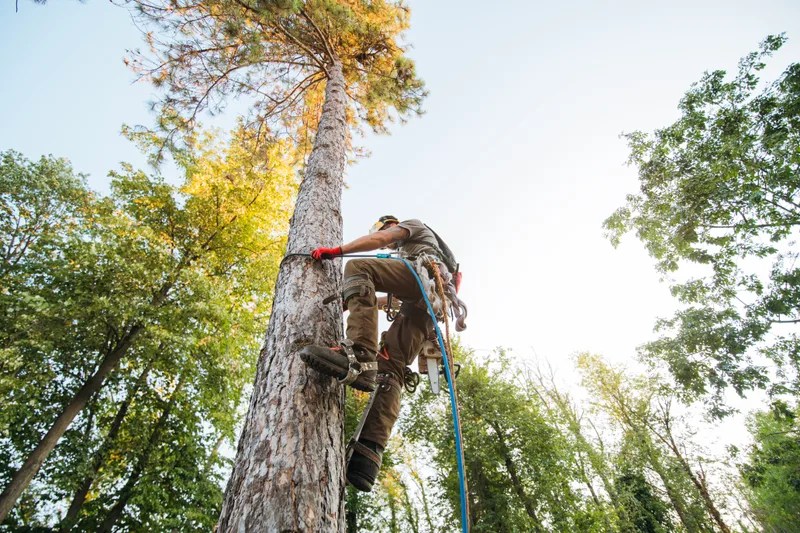 Tall Order climber roped high on the trunk of a tall pine, working his way up toward the crown on a sunny day