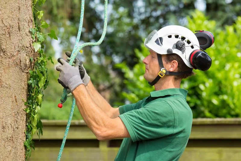 Arborist in a white climbing helmet with ear protection checking his climbing rope at the base of a tree