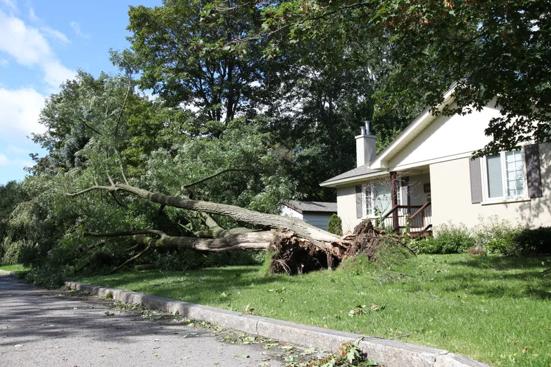 Large tree uprooted by a storm lying across a front lawn beside a white house