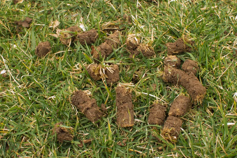 Soil plugs pulled from a lawn by core aeration lying on the grass