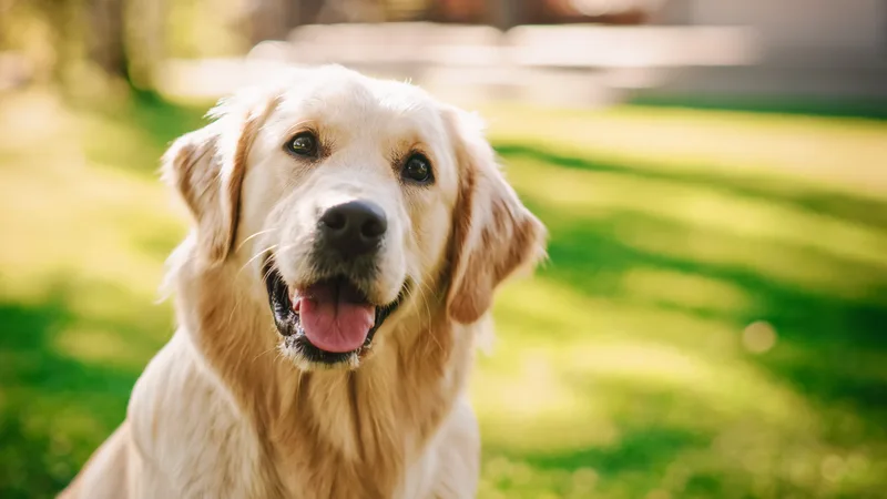 A happy golden retriever sitting on a green backyard lawn