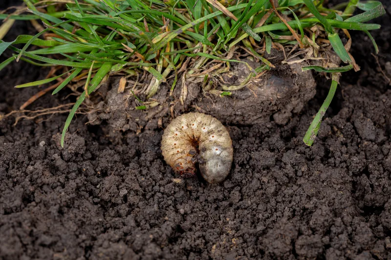 A white grub curled in dark soil just below the roots of a lawn