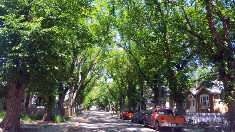 A quiet residential street under a tall green canopy of old trees