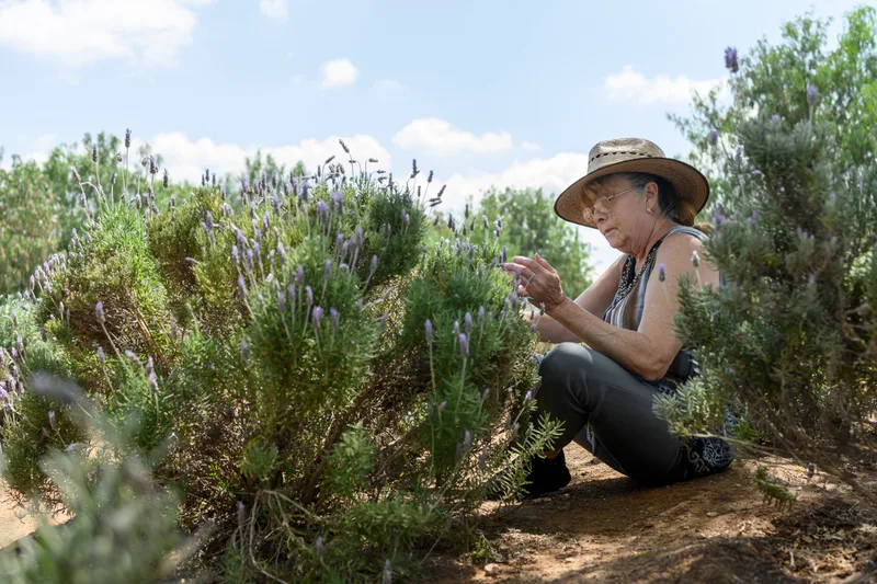An older woman in a sun hat tends lavender bushes in a garden on a bright day