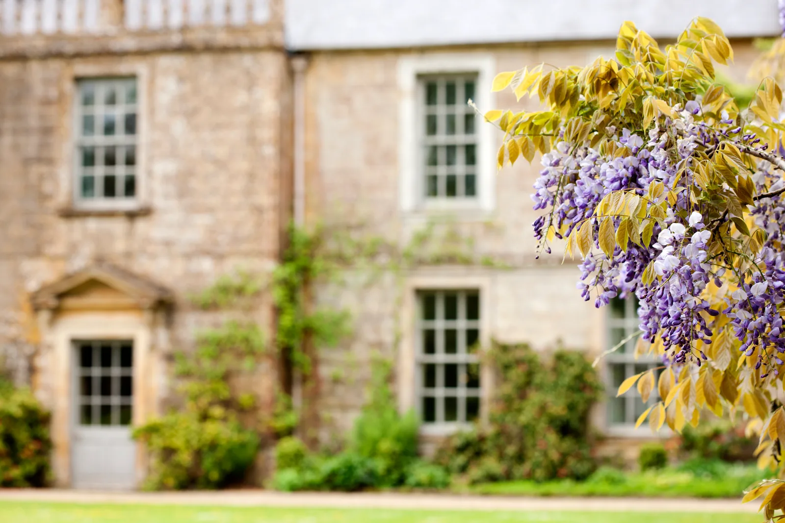Wisteria in bloom against the stone south wall of the 1872 farmhouse