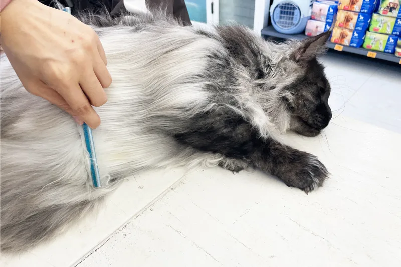 Long-haired silver cat lying relaxed on a table while being gently combed