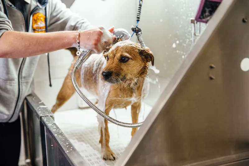 Small terrier mid-bath in a stainless tub, shampoo worked through its wet coat