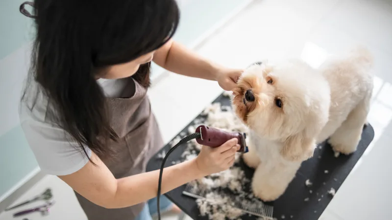 Groomer clipping a cream toy poodle standing on a grooming table, trimmed coat gathering on the mat