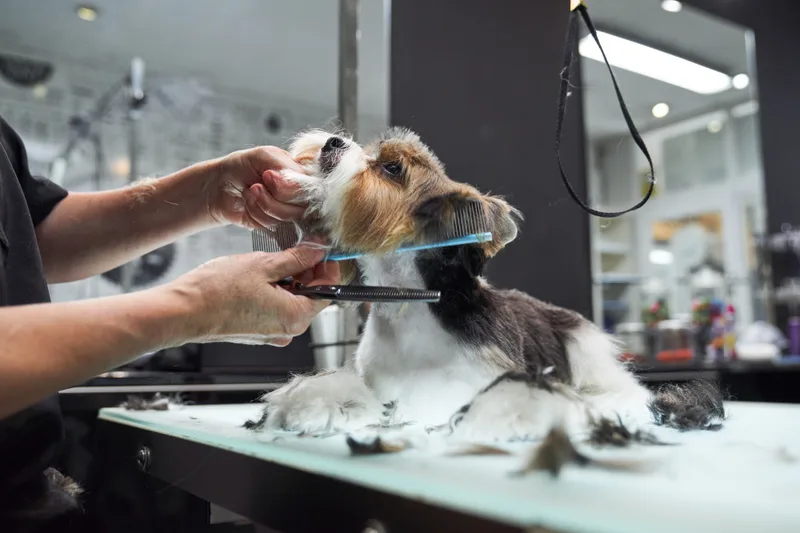 Groomer working comb and scissors through a small terrier's coat at the grooming table