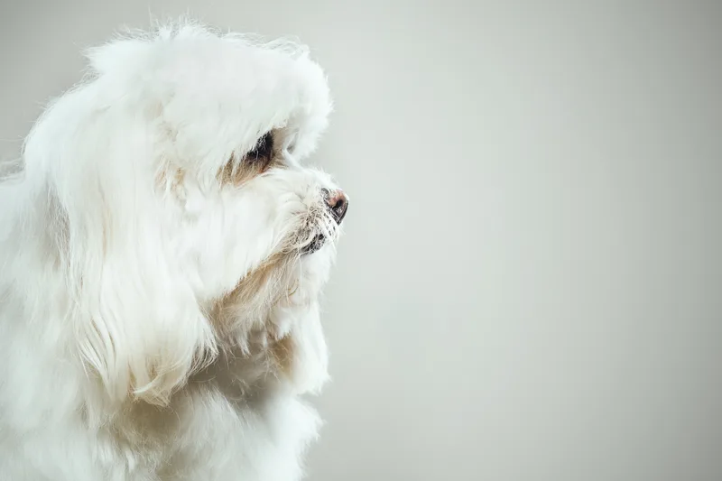 Freshly groomed Maltese in profile against a plain warm-grey backdrop, coat combed straight