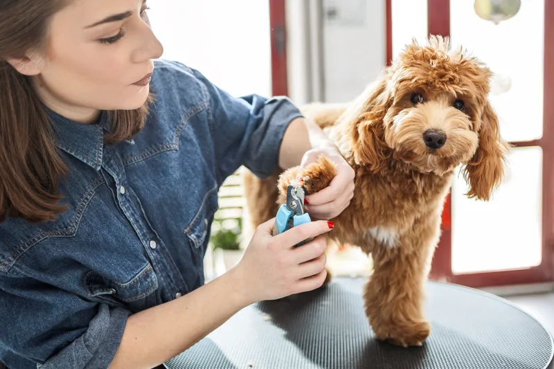 Groomer trimming the nails of a calm apricot doodle standing on a grooming table