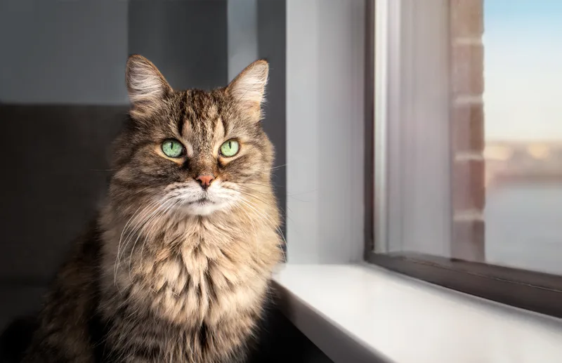 Long-haired tabby cat with green eyes sitting calmly beside a bright window