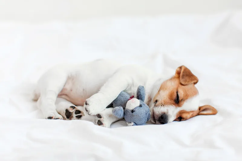 A small puppy sleeps curled up on white bedding with a plush toy