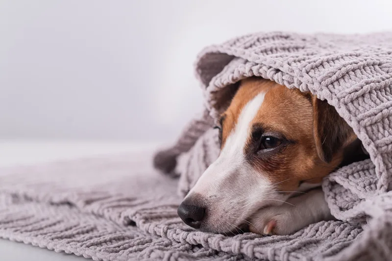 A terrier peeks out from under a soft grey knitted blanket