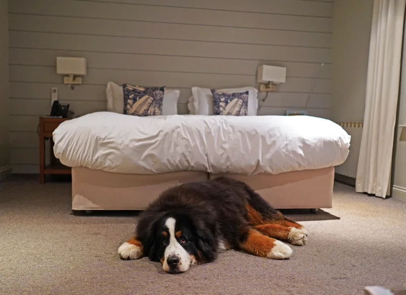 A Bernese mountain dog naps on the carpet at the foot of a made bed in a quiet room