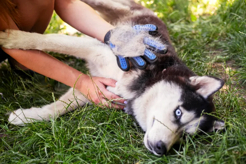 A husky lies on the grass while a person brushes loose undercoat out with a grooming glove