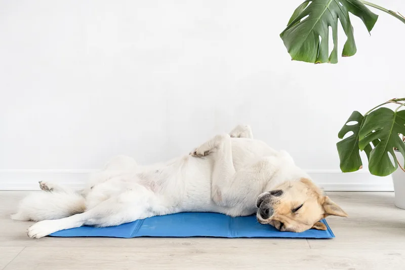 A white dog naps on its back on a blue cooling mat beside a potted plant