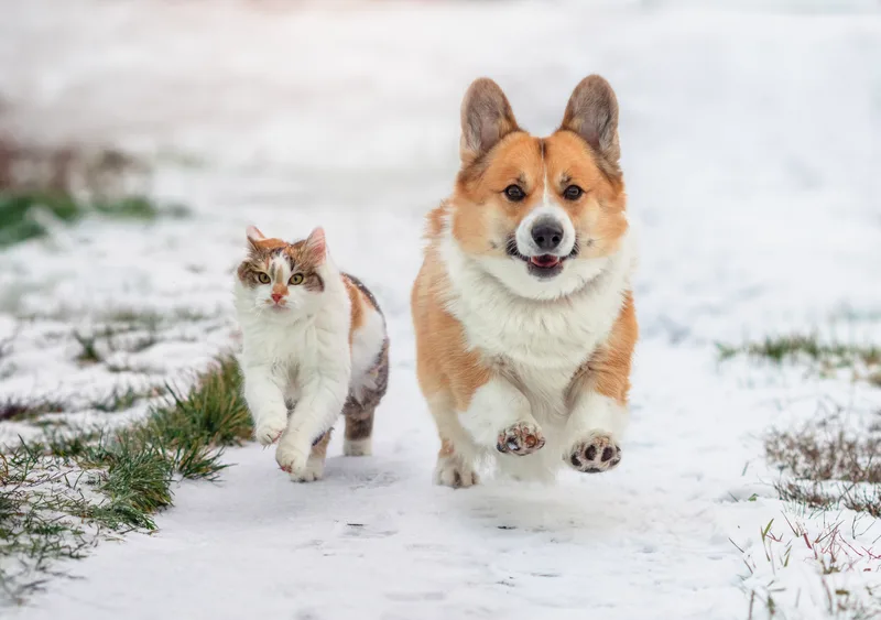 A corgi and a calico cat run side by side across a snowy lawn