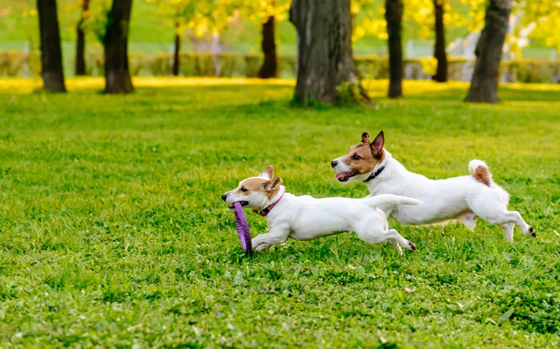 Two small terriers play tug with a purple toy on a sunny lawn