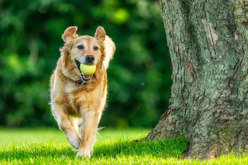 A golden retriever trots across a lawn with a tennis ball in its mouth