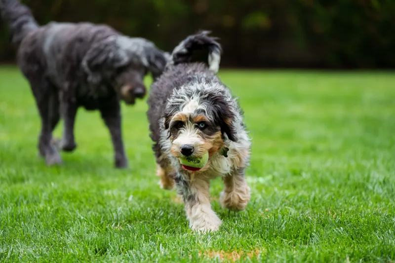 Two shaggy doodle dogs play on a green lawn, one carrying a tennis ball