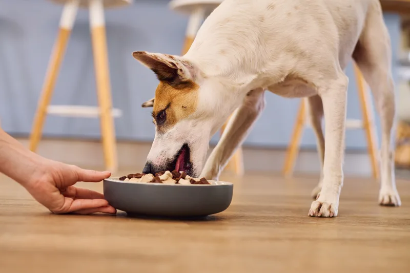 A dog eats from a grey bowl held out by a person's hand on a wooden floor