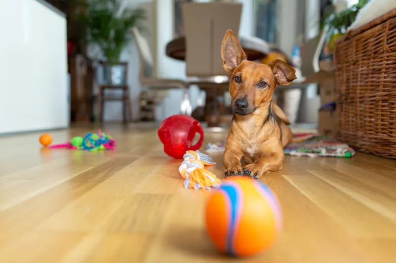 A small tan dog lies on a wooden floor surrounded by colorful toys and a ball