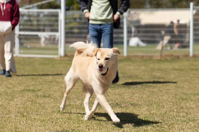 A cream dog trots across a fenced grass play yard while people stand by the gate