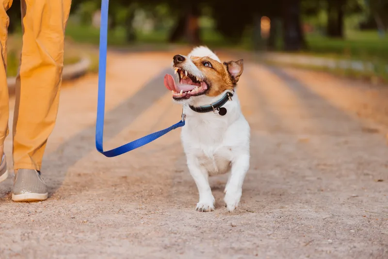 Happy Jack Russell on a blue leash looking up at its owner on a park path