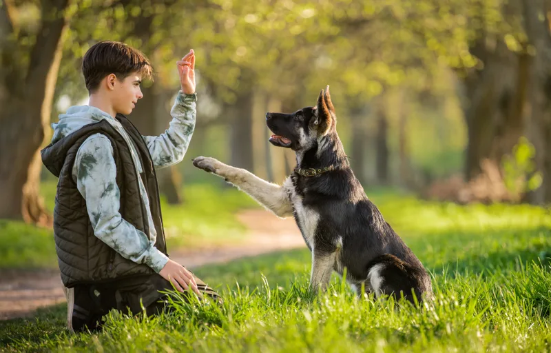 Young boy kneeling on the grass and giving a hand signal to a German shepherd puppy who raises a paw
