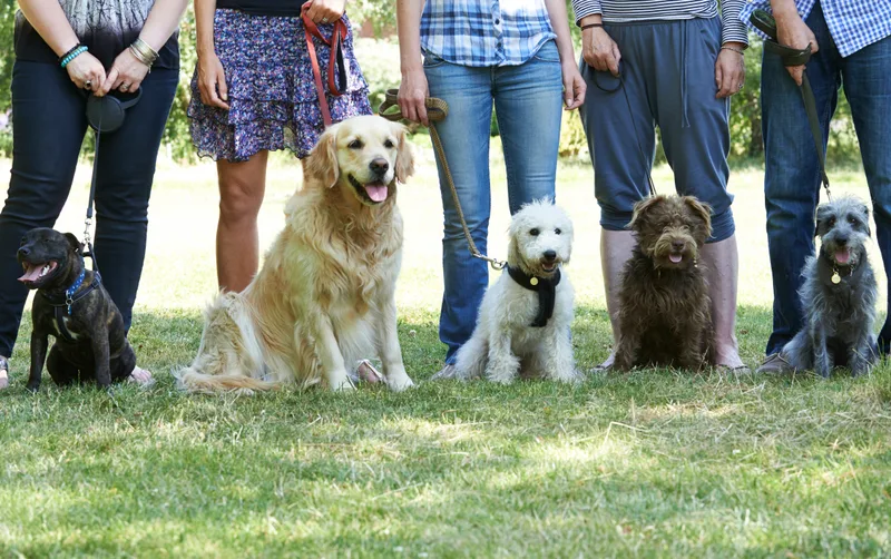 Dogs of different breeds sitting beside their owners in a group obedience class